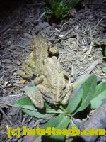 /home//u458753944/public_html/sourcegallery//Roxborough Toad Detour/2013/2013-04-09/P1120084.JPG